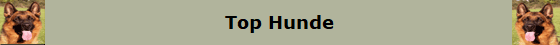 Top Hunde