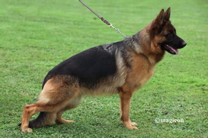 Wulkana-vom-Bierstadter-Hof