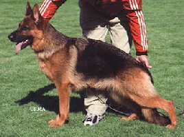 Italia-1a