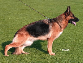 Kora-1542-2