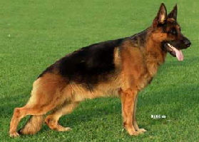 kally