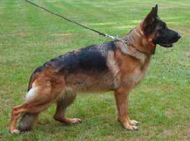 Quarisa