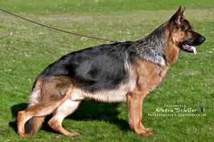 bentley-vom-bierstadter-hof