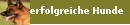 erfolgreiche Hunde