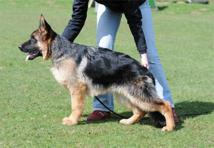 idefix